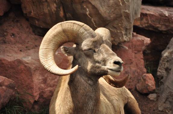 Cabra montesa no Bear Park, em Rapid City, região das Black Hills, em South Dakota, nos Estados Unidos